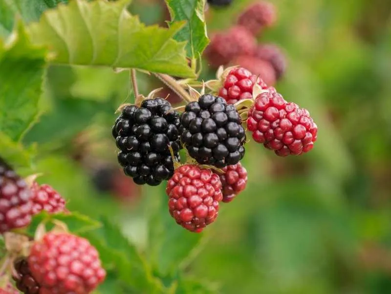 blackberry
