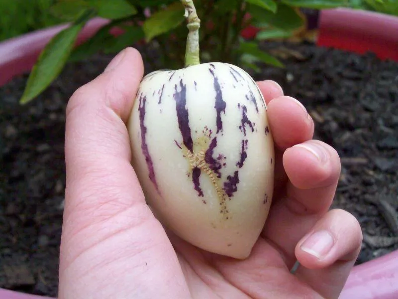 Your Backyard Fruit Bowl – Pepinos