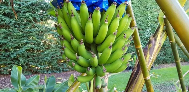 Your Backyard Fruit Bowl – Bananas