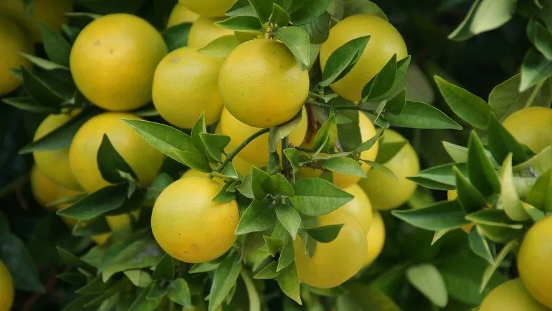 Your Backyard Fruit Bowl – Grapefruit