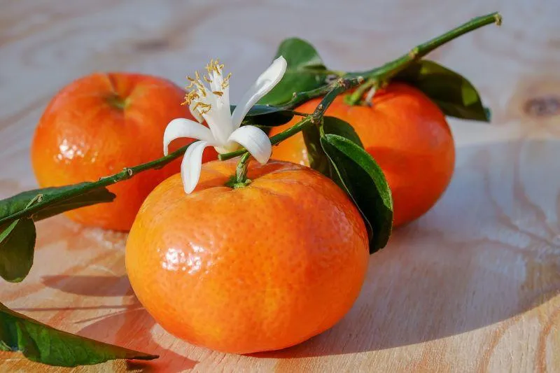 Your Backyard Fruit Bowl – Mandarins