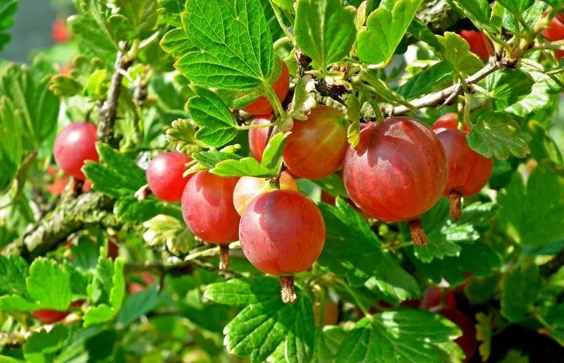 red gooseberries on a shrub