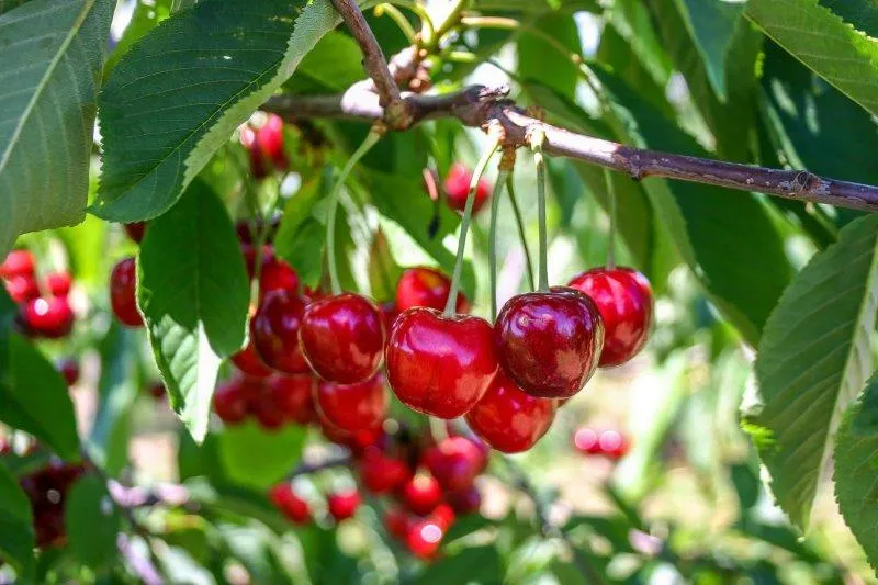 Cherries on the tree
