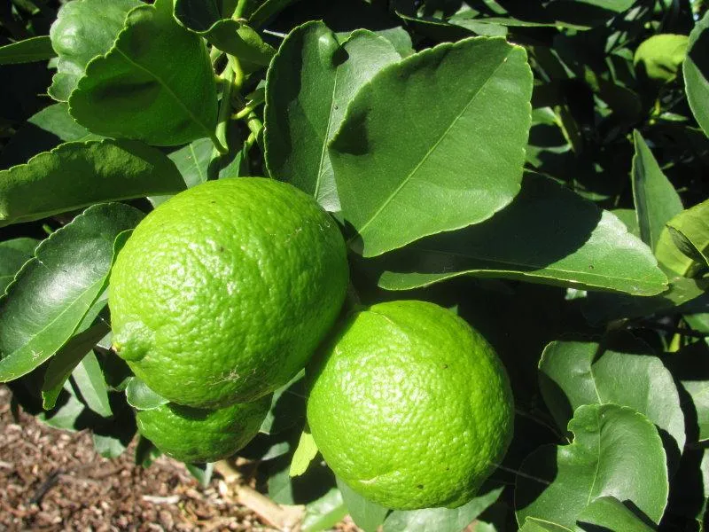 growing limes