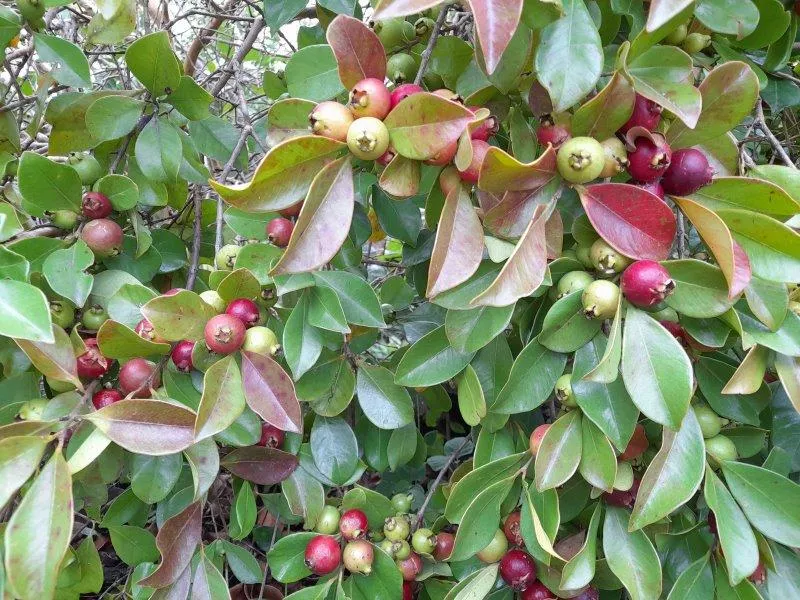 Cherry guavas ripening on the tree