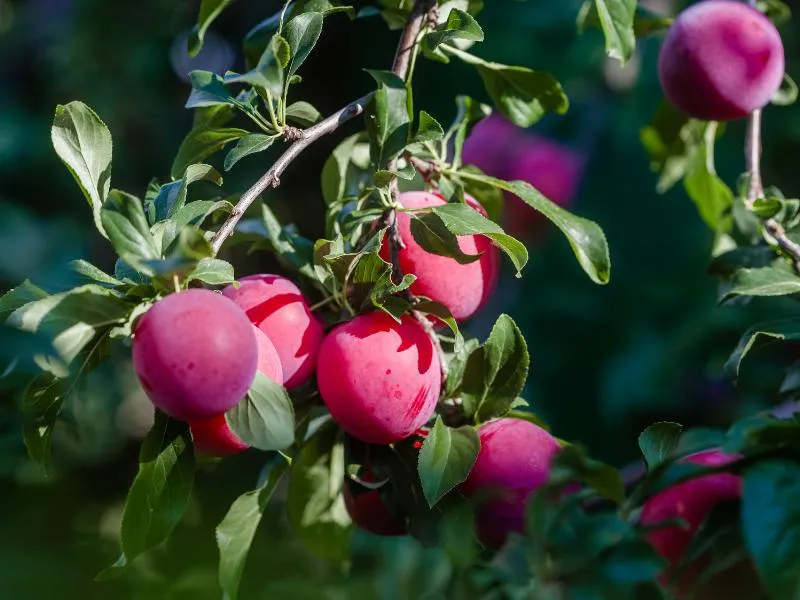 ripe plums against green leaves