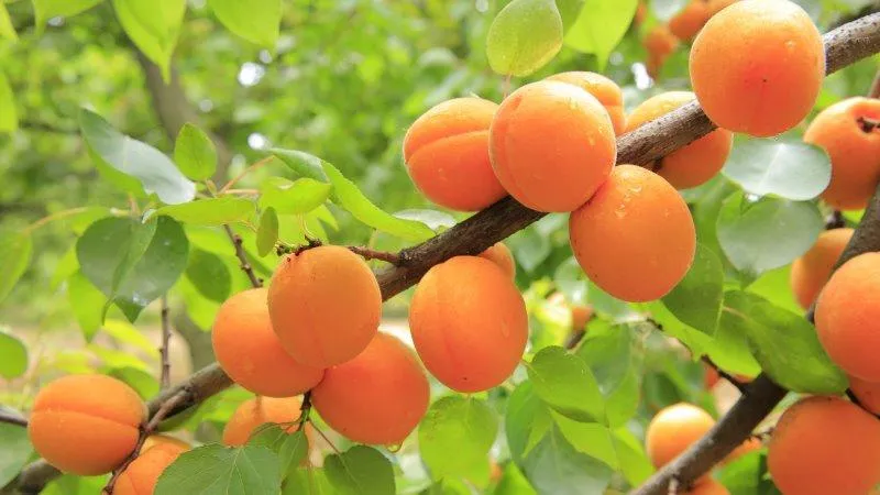 ripe apricots on the tree