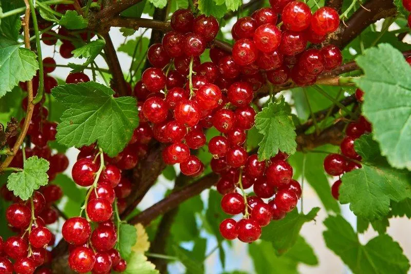 redcurrants on the bush