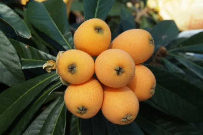 loquats growing on a tree