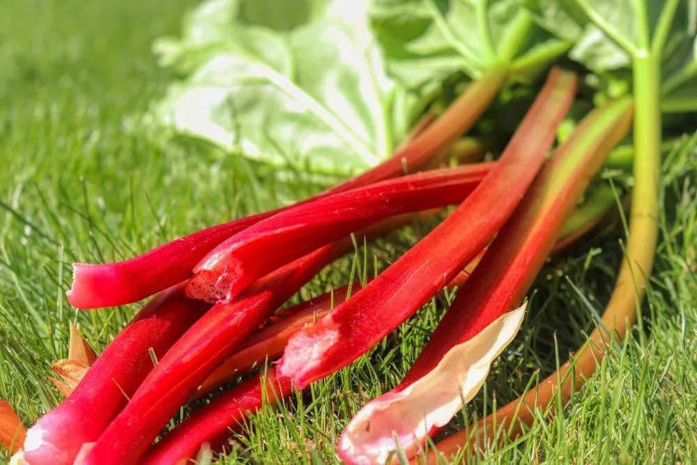 Rhubarb stalks on grass