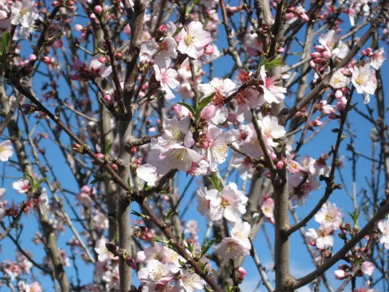 almond tree blossom
