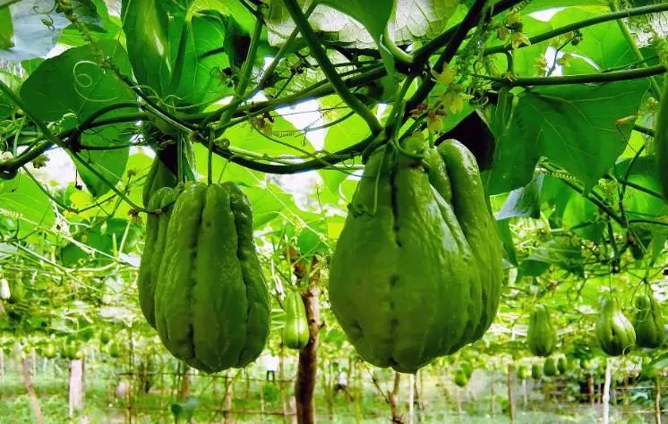 choko tree with fruit