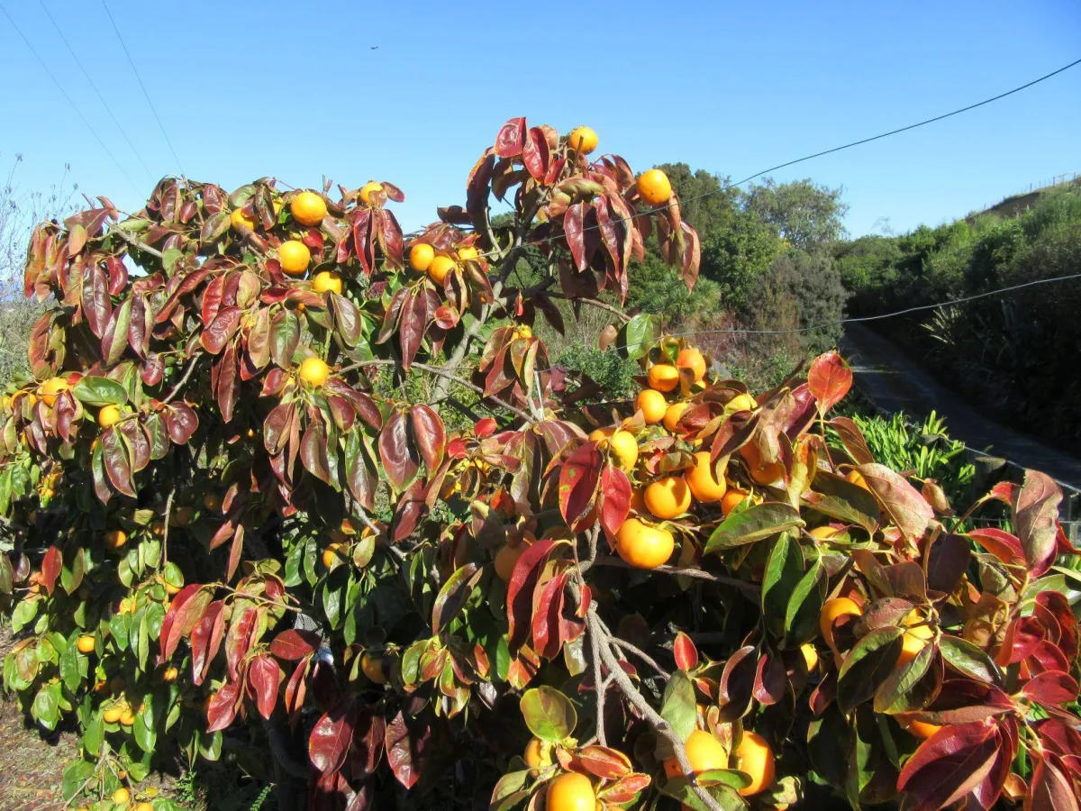 0-year-old espaliered Fuyu persimmon at harvest,