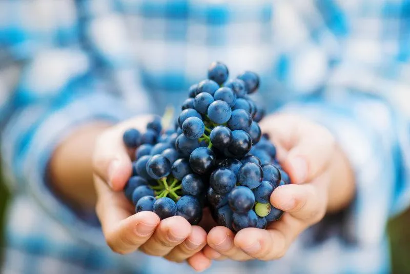 hands holding a bunch of black grapes