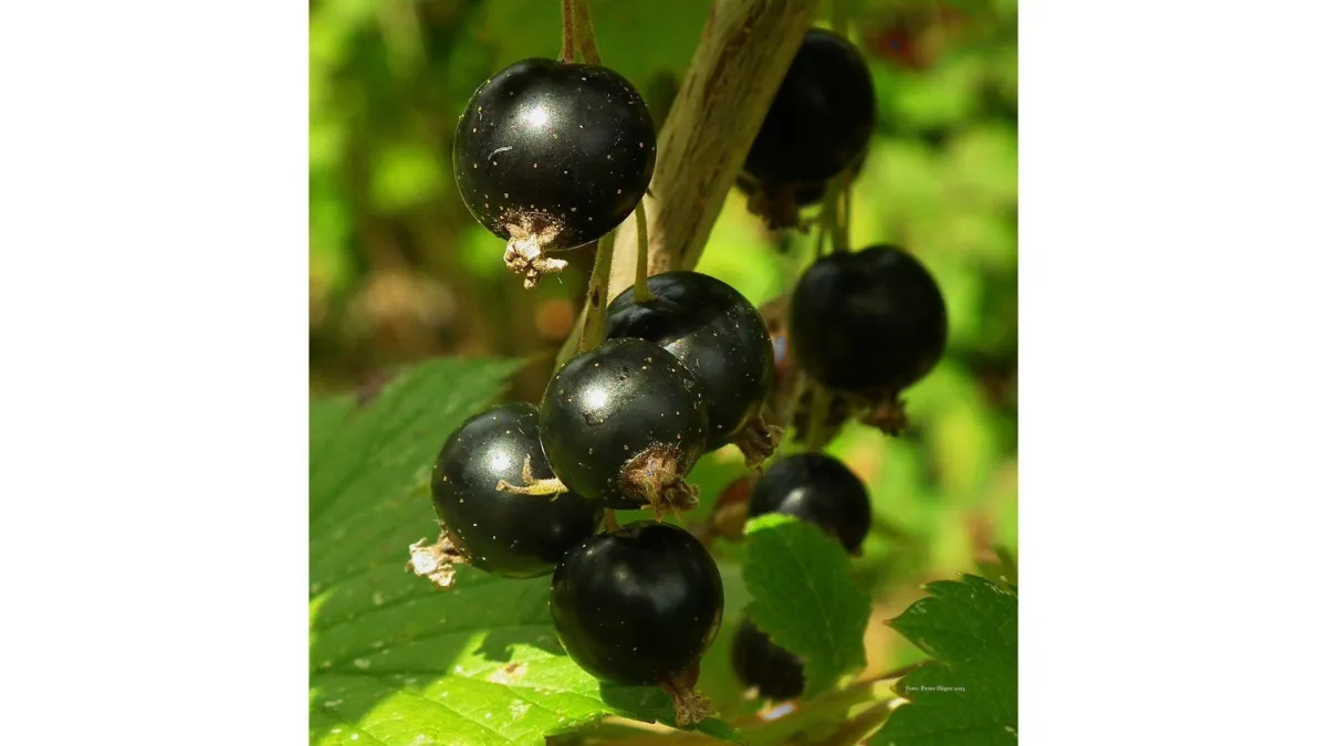 Your Backyard Fruit Bowl – Blackcurrants