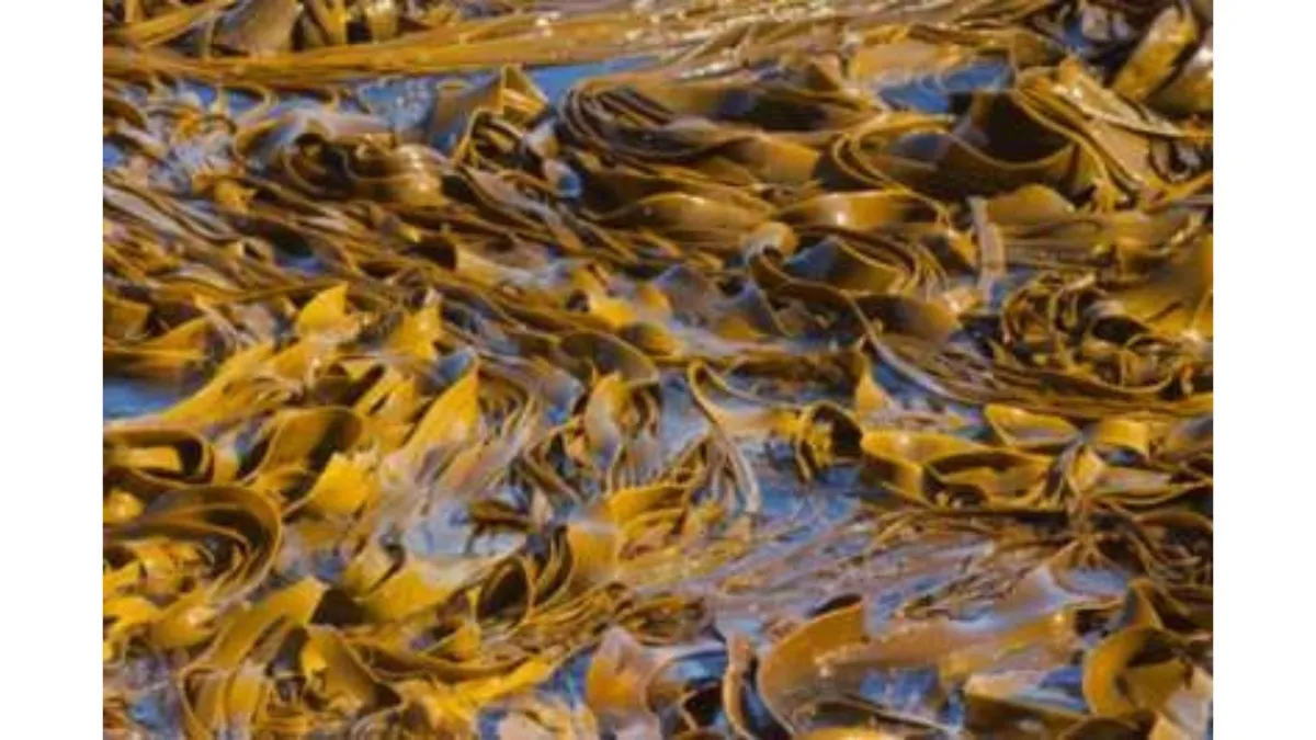 seaweed on a beach