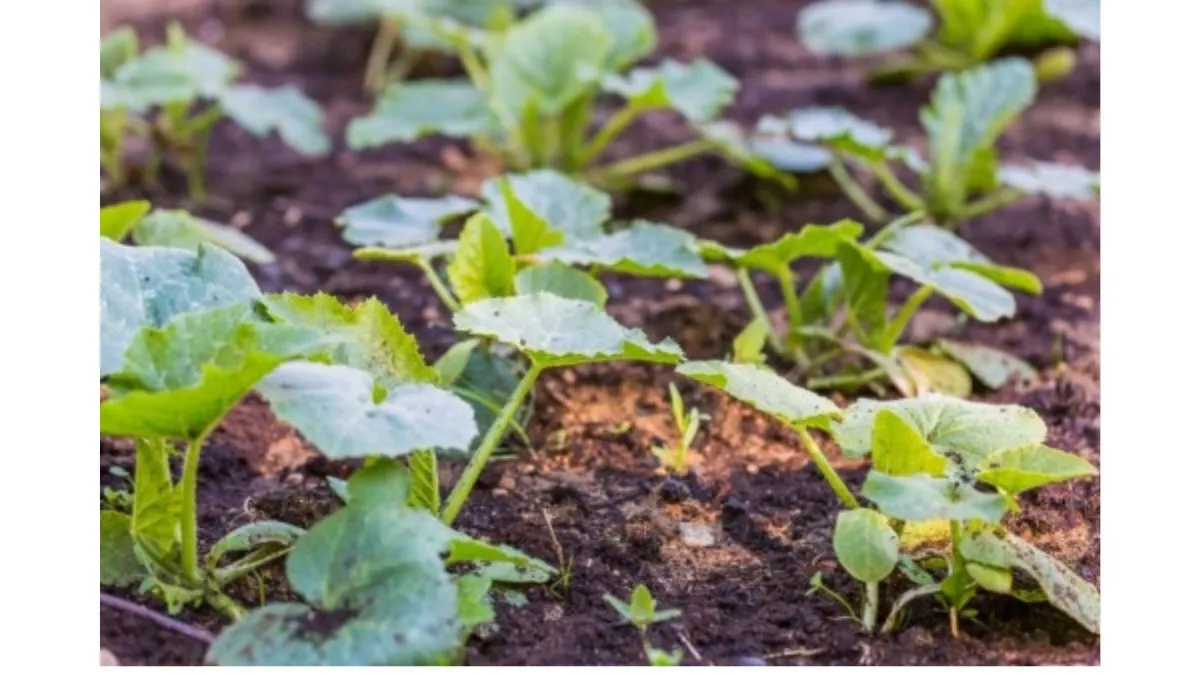 vegetable seedlings