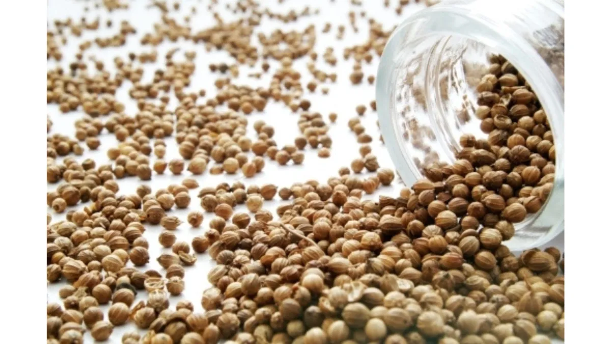 coriander seeds drying