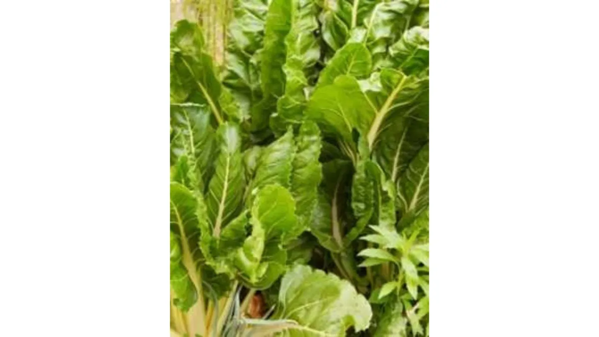 silver beet leaves