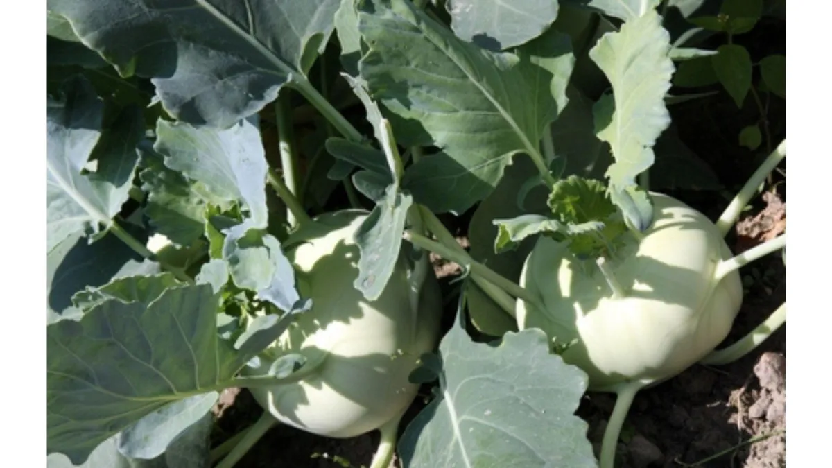 kohlrabi