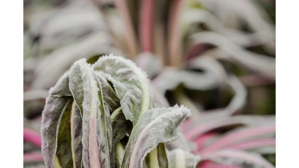 leaves during winter