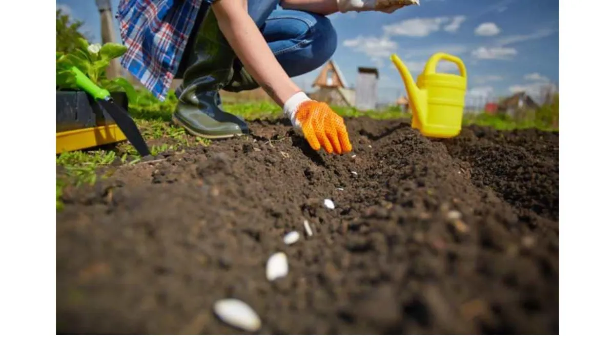 a gardener sowing seeds