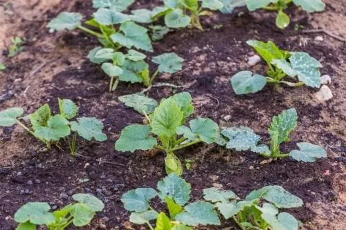 vegetable seedlings in the ground