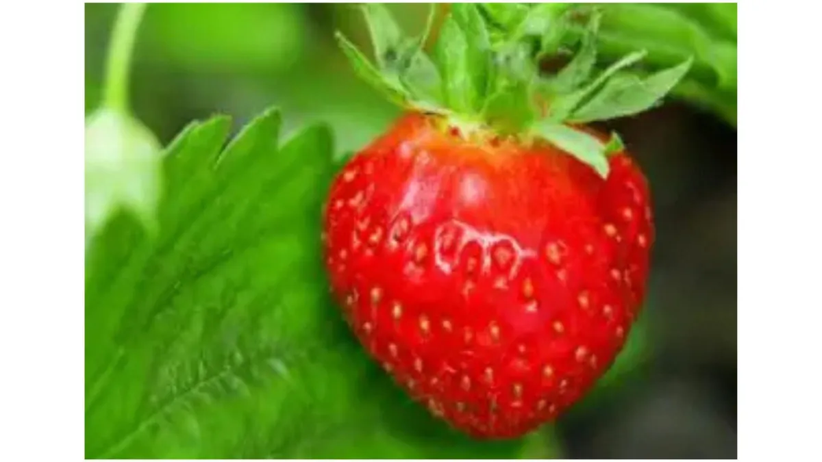 strawberry