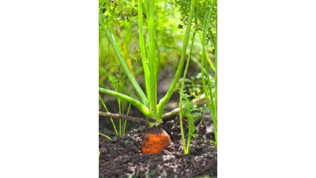 growing carrot