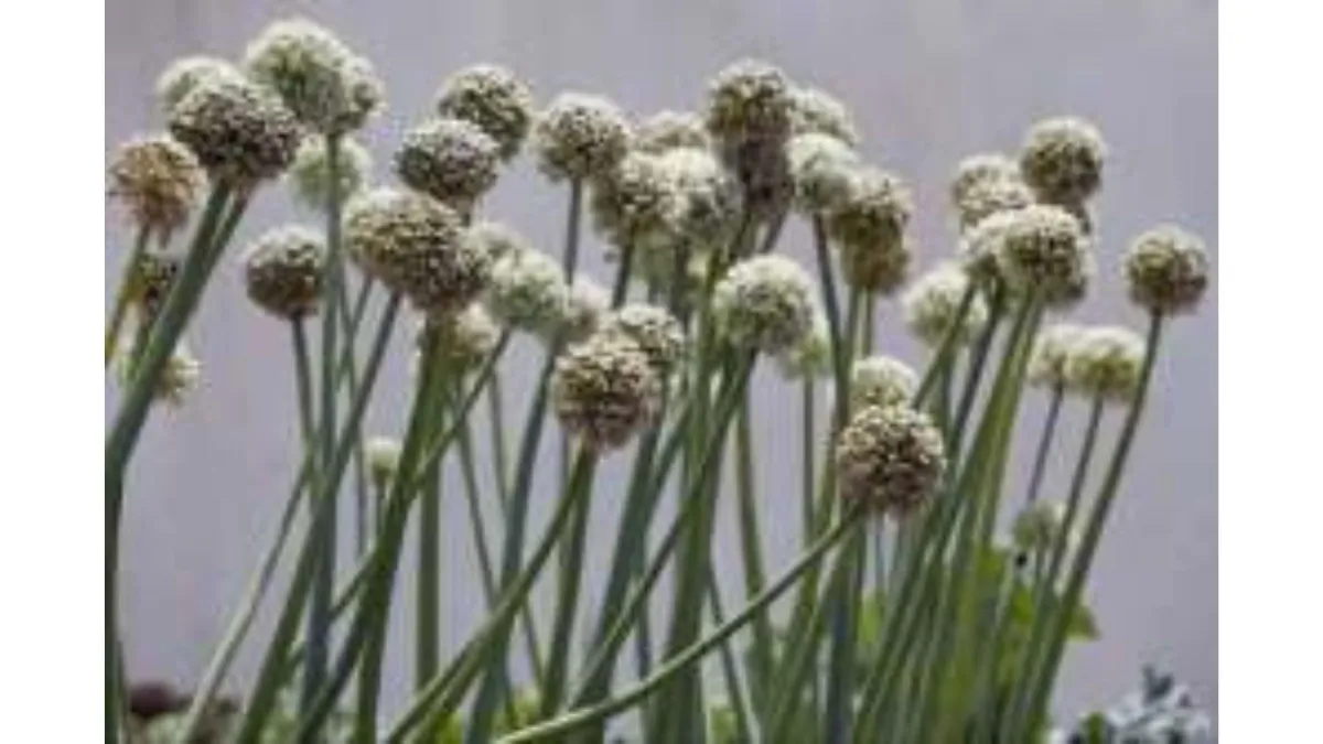 leeks in flower