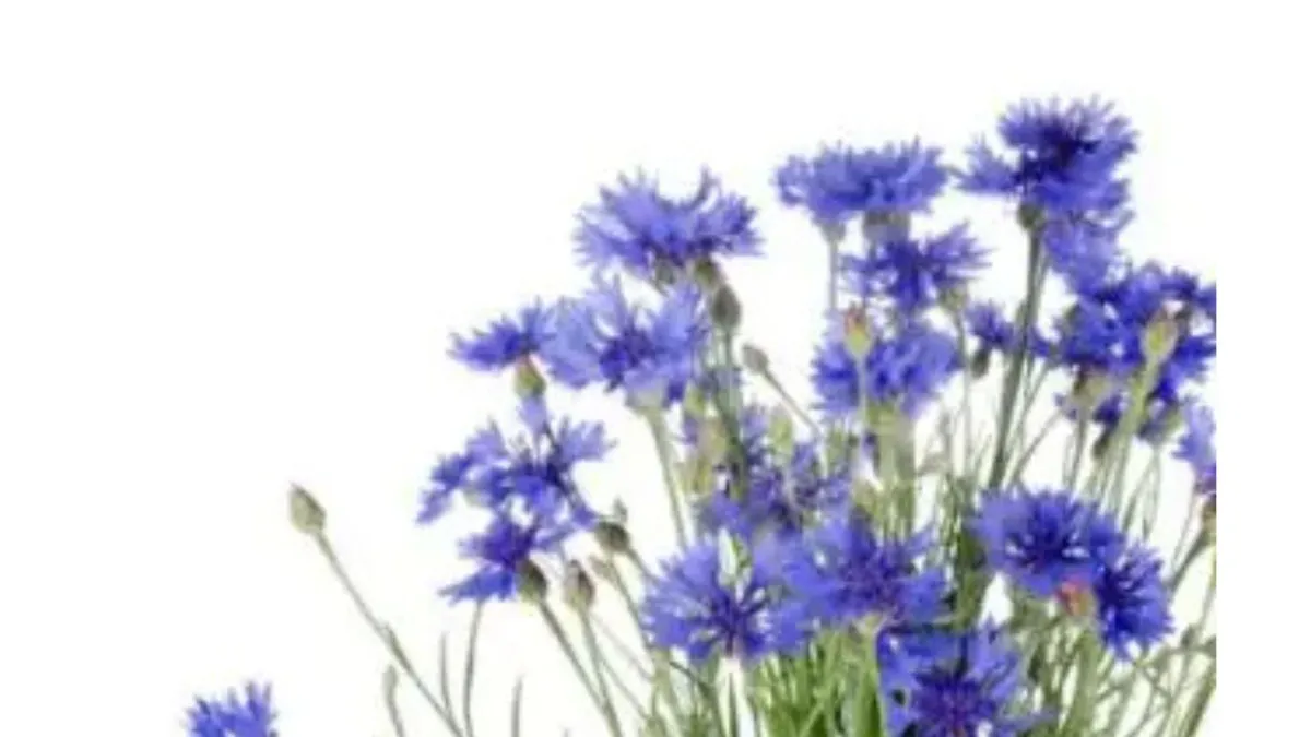 cornflower