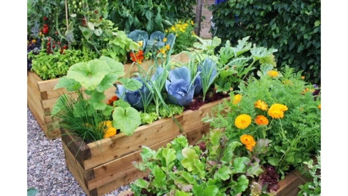 colourful vegetable beds bursting with plants