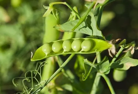 chickpeas on a plant