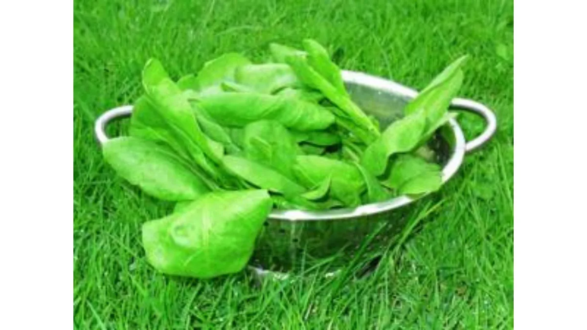 spinach