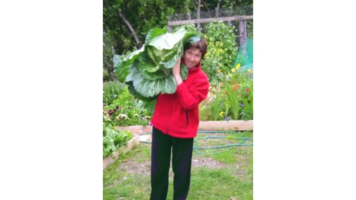 large cabbage