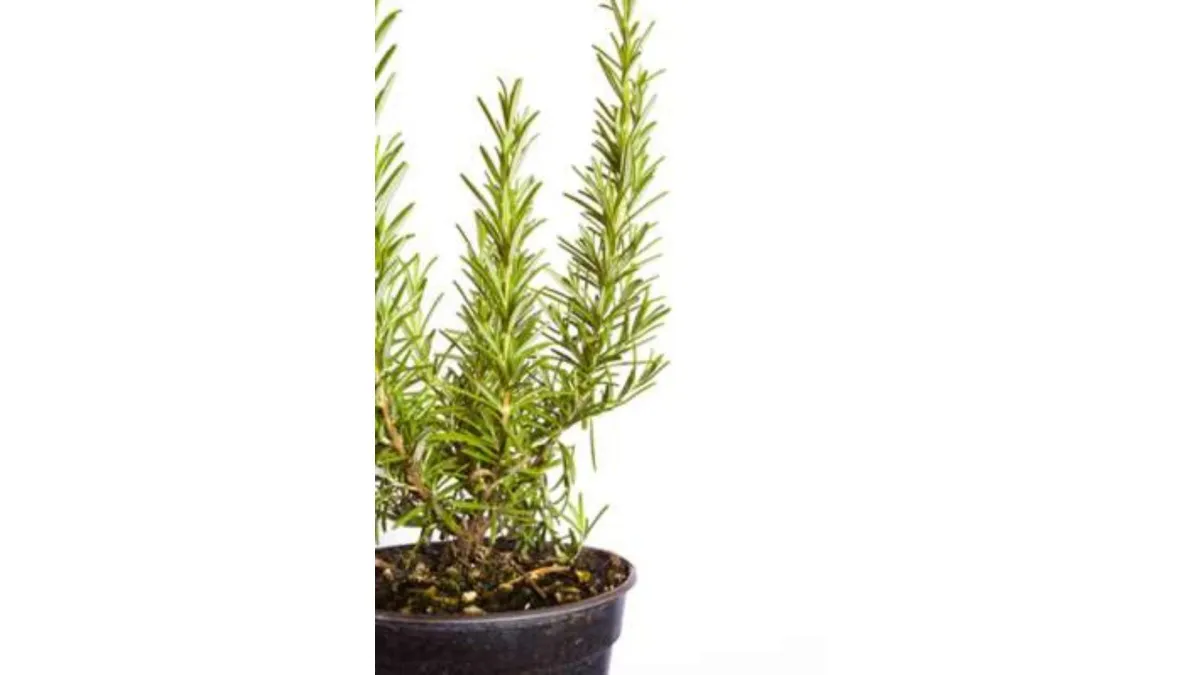 Remember the Rosemary