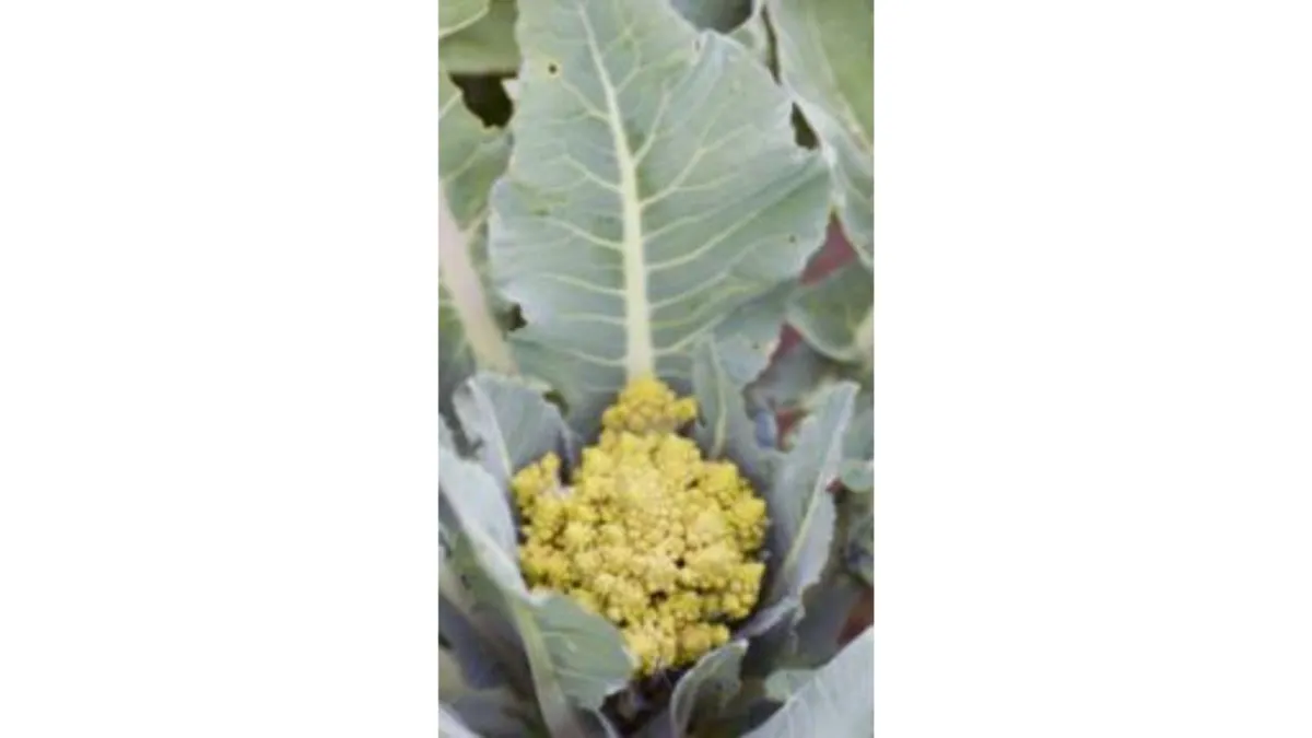Brassica Break-through