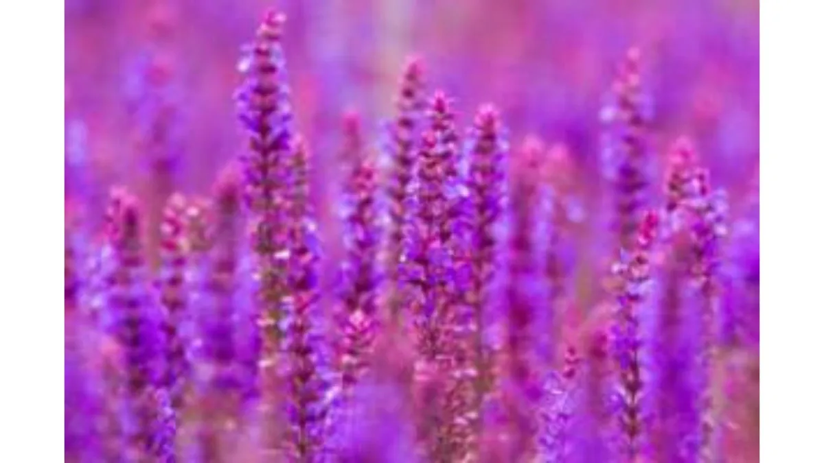 Nitrogen for Nothing!