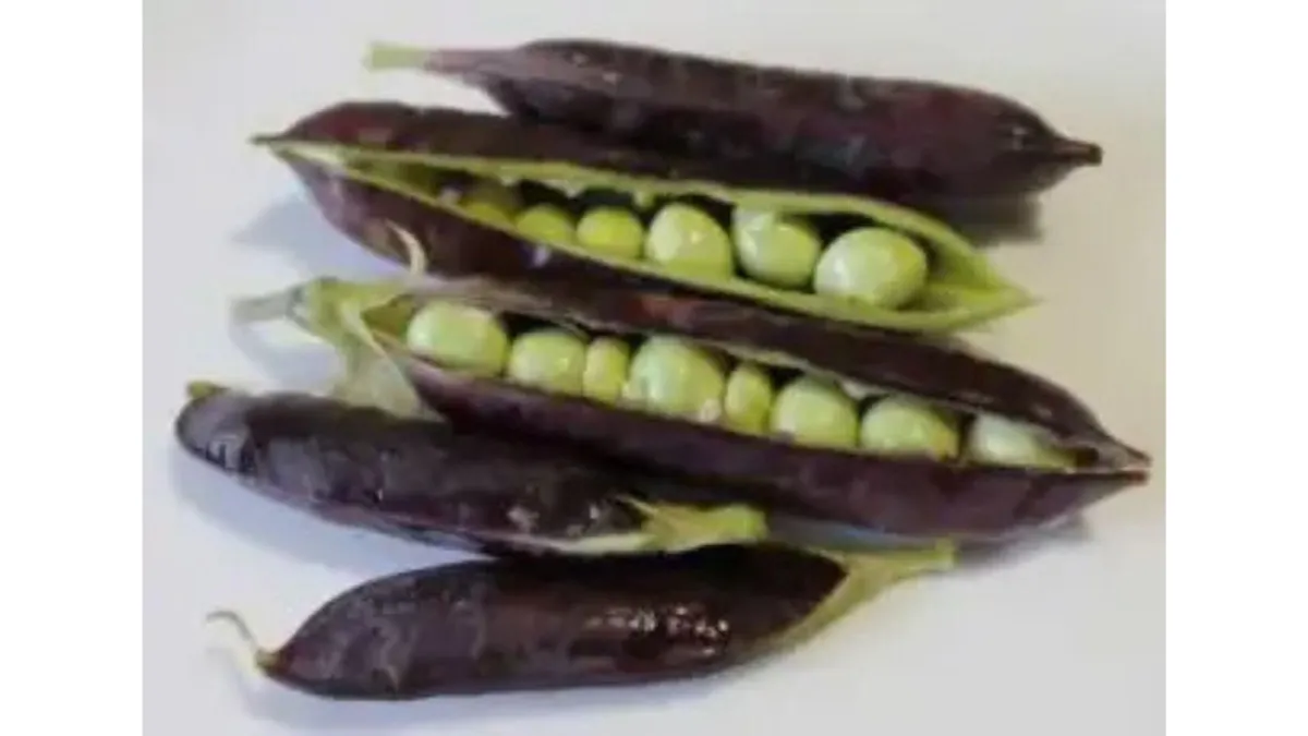 purple peas