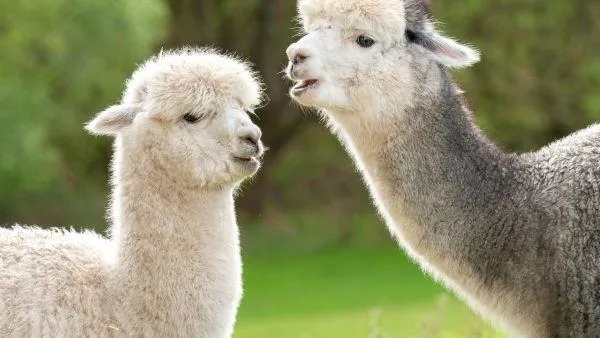 Alpaca Farming on Lifestyle Farms - Part One