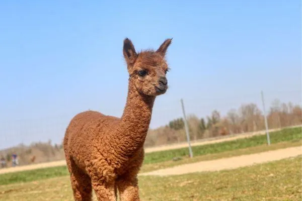 Alpaca Farming on Lifestyle Farms - Part two: Some common diseases of alpacas