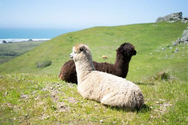 Alpaca Farming on Lifestyle Farms - Part three: Worms and other health problems
