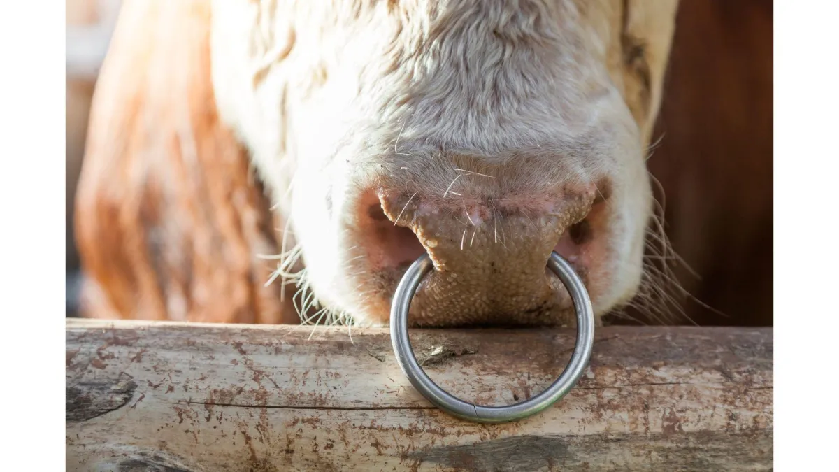 bull with a nose ring