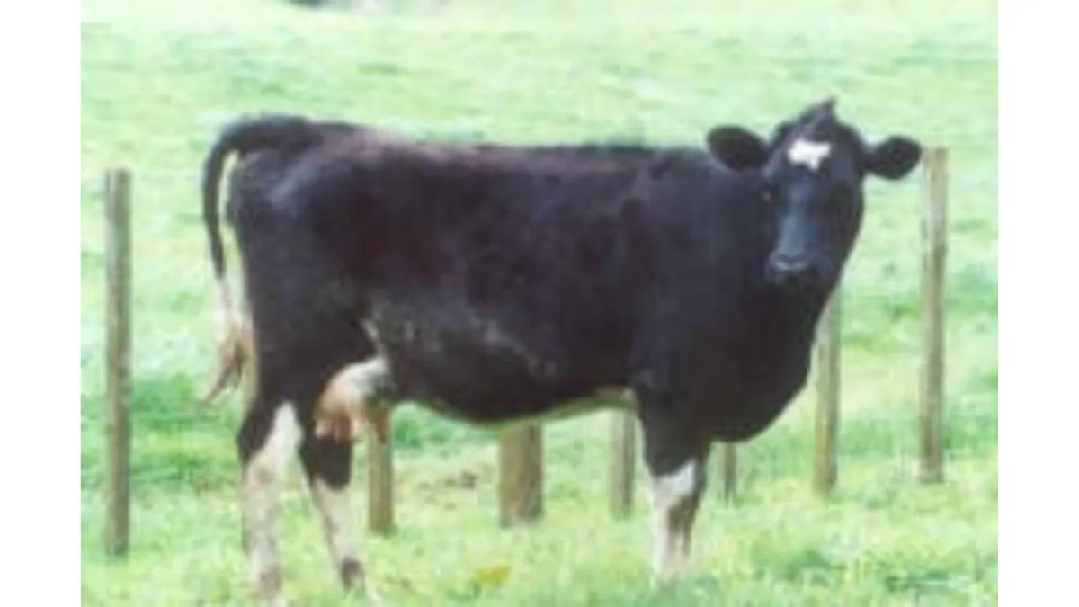 pregnant heifer black