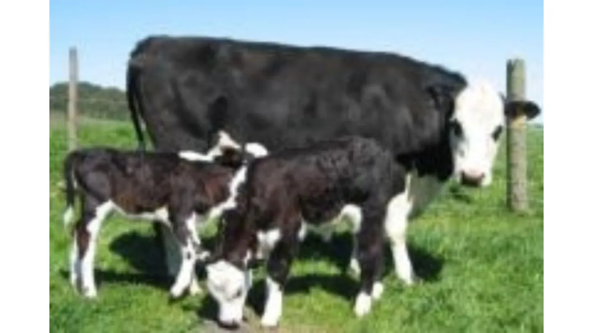 a black and white cow with twin calves