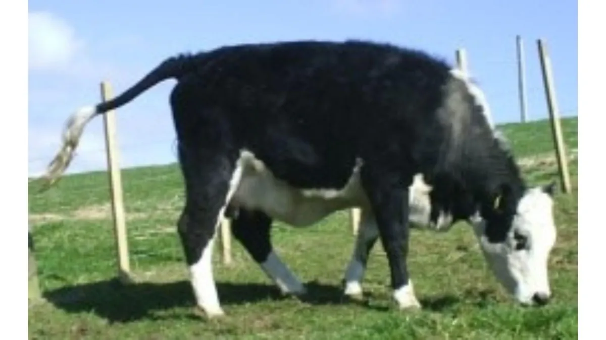 black and white cow in labour