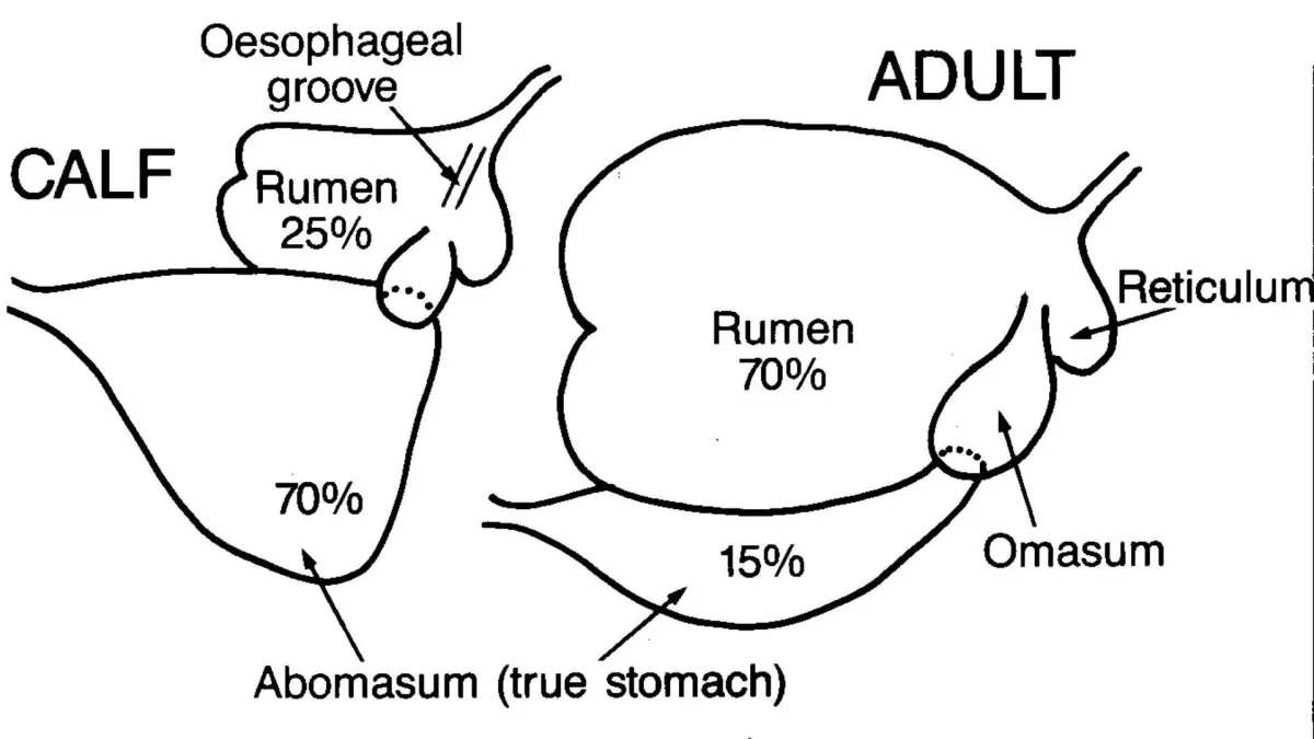 illustration of a calf's stomach next to an adult cow's stomach