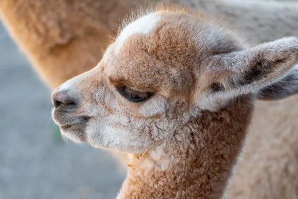 Alpaca Farming on Lifestyle Farms - Part Five: From unpacking to weaning