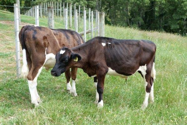 two dark brown cattles