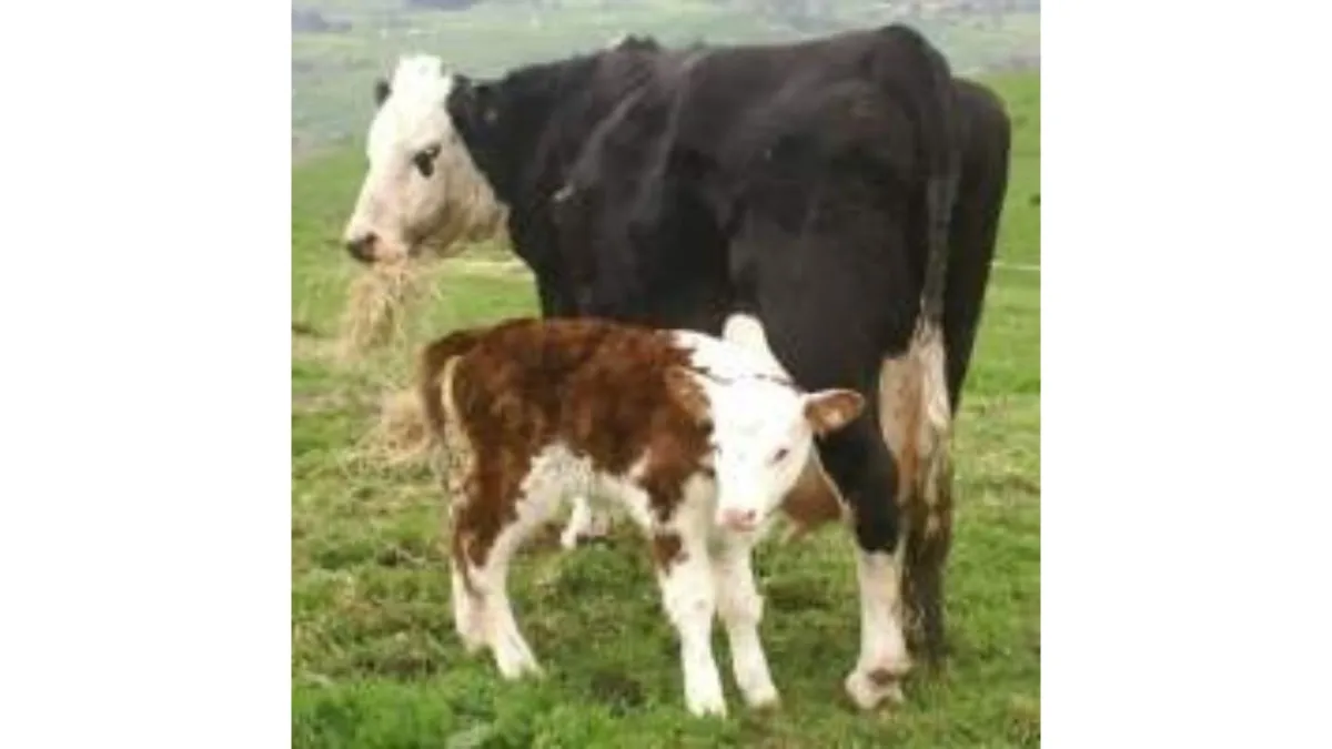 cow and newborn calf